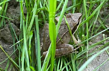 elements - Solina, z sauną - Foto 17