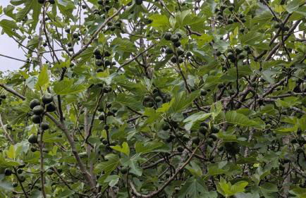 Hameau des Galottières-Perche, immersion nature à 2h de Paris - Foto 33