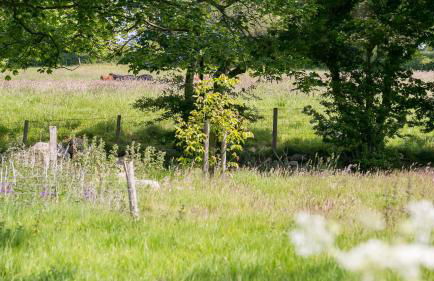 Bwthyn Ysgubor - Foto 59