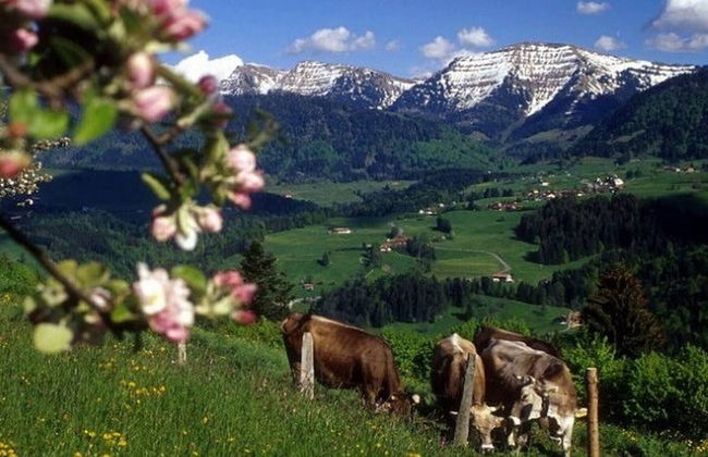 Holiday Apartment Alpenbrise, Oberstaufen - Photo 11