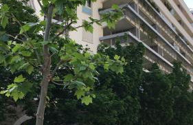 magic portaportese - Foto 11