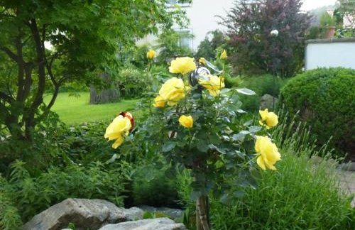 Apfelhof Maurer - Foto 3