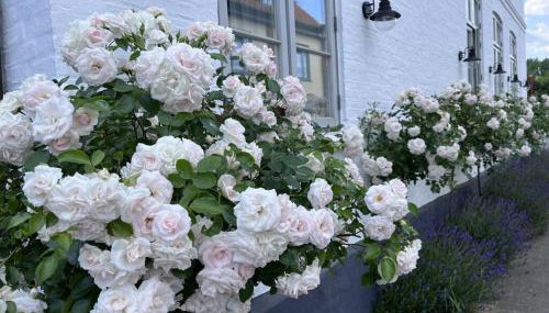 Liefde Voor de Schlei - Foto 3, Other