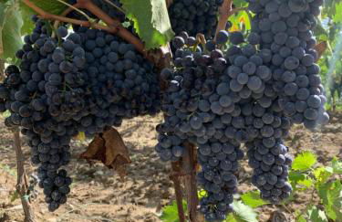 Podere Cerciano - Foto 73