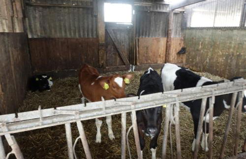 Urlaub auf dem Janssenhof - Foto 10