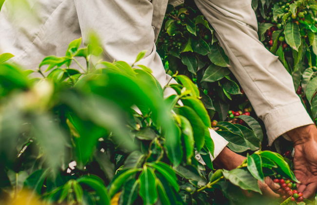Rainforest Farm Organic Coffee Tour - Photo 3