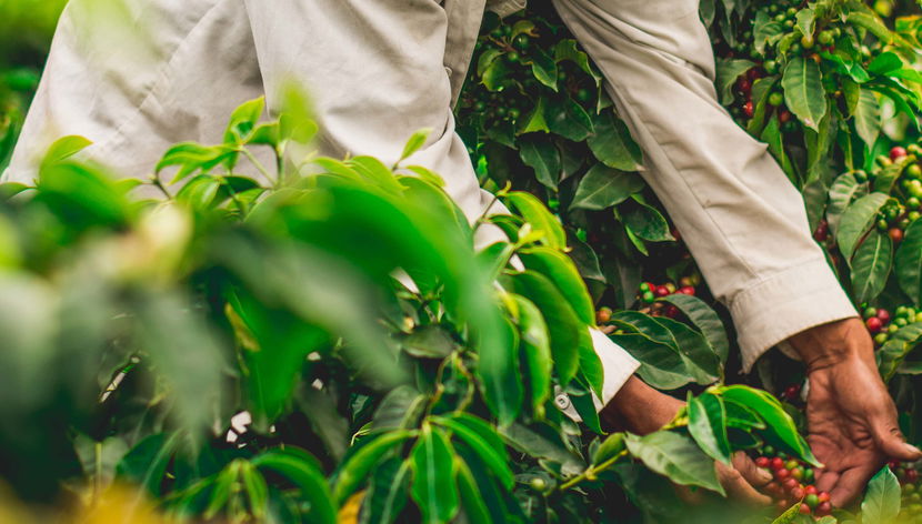 Visite à la découverte du café biologique dans la ferme Rainforest