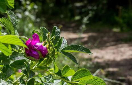 Villa Sonnenfrieden 01 - Foto 26