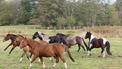 Parkland-Haus Dalwitz - Foto 2