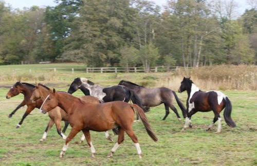 Parkland-Haus Dalwitz - Foto 2