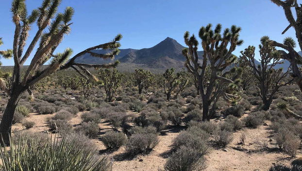 Joshua Tree Horseback Riding Tour - Foto 2