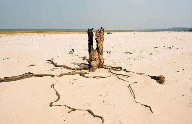 Tour por el Bosque Nacional de Tapajós - Foto 5