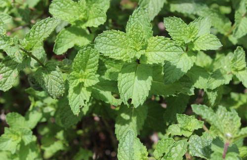 CASA EL OLIVO, TENERIFE - Foto 21