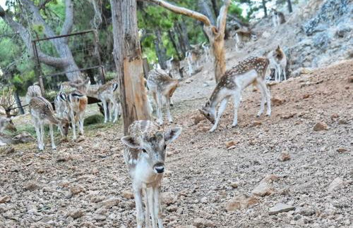 The Green Home - Foto 64