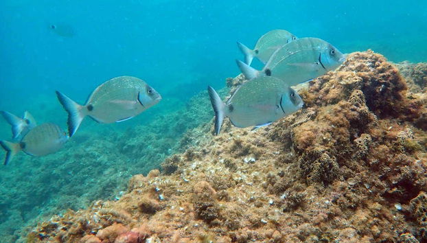 Fondos marinos de la isla de Tabarca