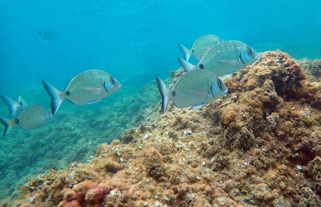 Tabarca Excursion + Snorkeling - Foto 1