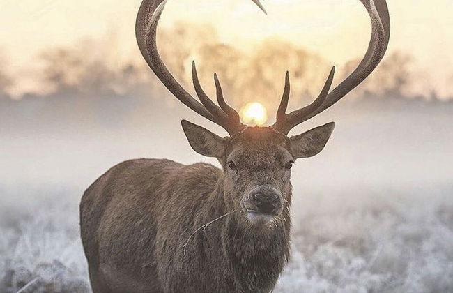 Barefoot Villas Cabin 2 Moose w/ Hot Tub - Photo 46
