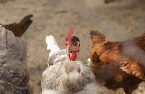 Cortijo La Algallumbilla - Foto 64