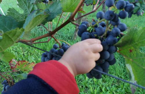 Ferienhaus - Kern - Foto 32