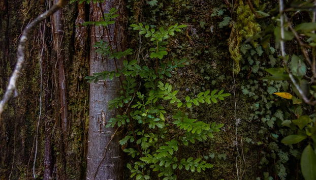 Tepuhueico Park Ticket - Foto 3