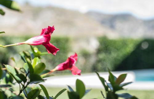 Villa Almond - Foto 57