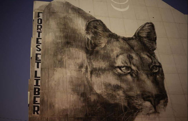 Tour de street art por Calgary + Degustação de cervejas - Foto 8