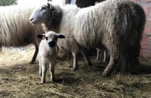 Gîte À La Ferme - Le Nid - Foto 15