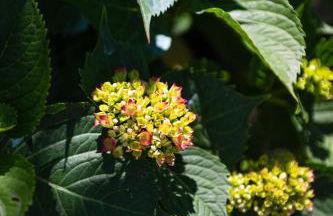 1912 Relais - Sorrento Coast - Foto 77