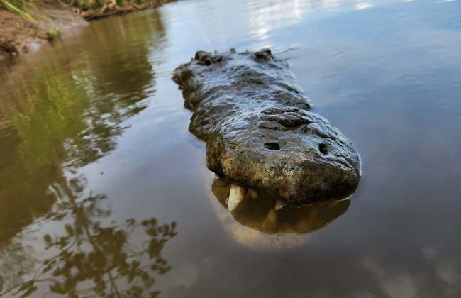 Safari de crocodiles dans la jungle tropicale - Photo 7