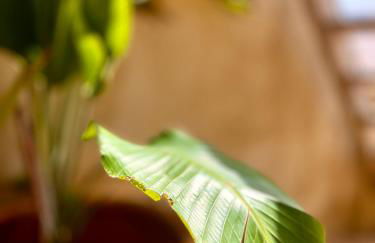 Apartamentos Flores playa - Foto 48