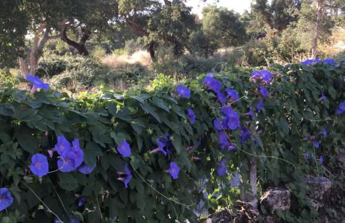 Flor da Ramila - Foto 12