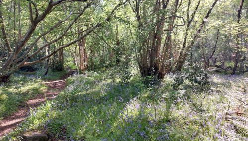 Treetops - Bright 2 Bed Flat - Super Location - Foto 5