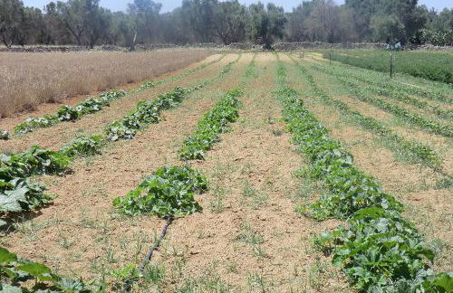 Masseria Cricelli - Foto 50