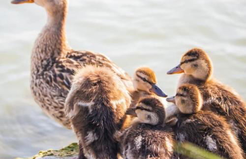 Lakeside Lodge - Lakeside Lodge Retreat - Golf & Spa, Gleneagles - Photo 10