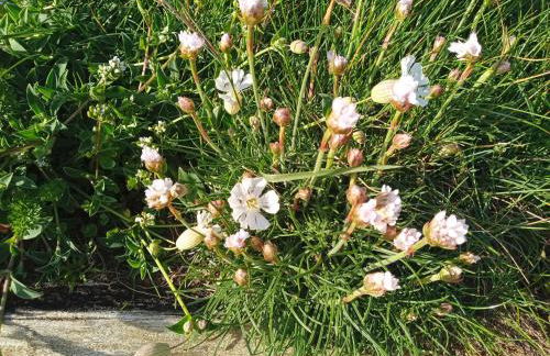 Maison de vacances Ty Kornog - Photo 32