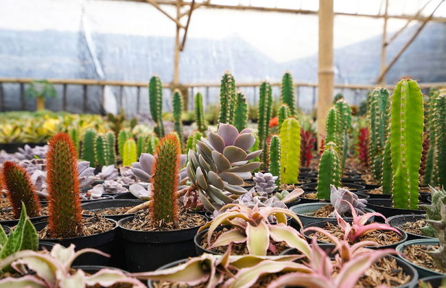 OYO Homes 91006 Eco Tourism Desa Cibodas Areng 5 Syariah - Photo 50