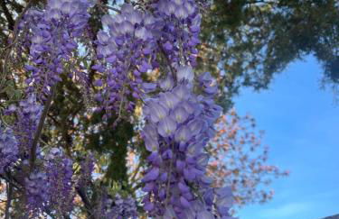 Midori-an 緑庵 - The Garden - Foto 54