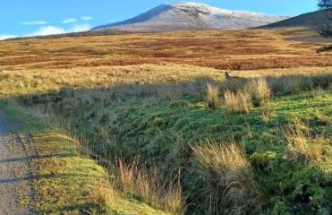 Thistle Cottage, CrannachCottages - Foto 29