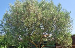 Family Holiday House Petric - Foto 7