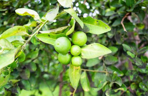 Garden´s Village - Foto 16