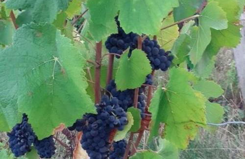 Gîte de charme proche du ZooParc de Beauval - 2 terrasses, jardin, cheminée, clim, parking gratuit - FR-1-491-408 - Foto 18