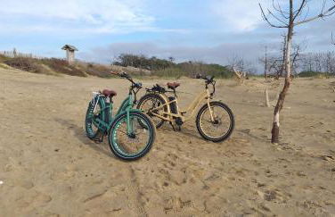 Pomme de Pin et Mimosa - Foto 30