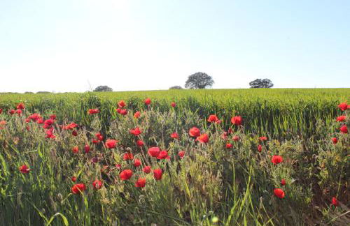 Casa do Roxo - Eco Design Country House - Foto 31