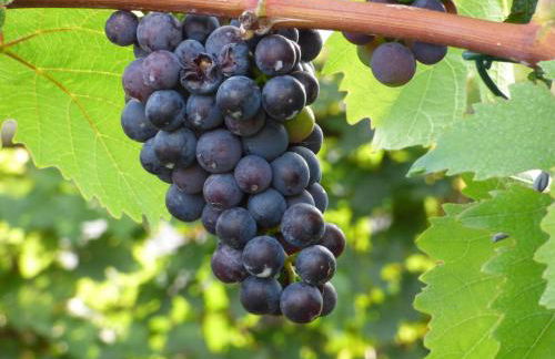 Relaxen im Weindorf Mayschoß Fewo 1 - Foto 13