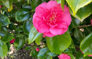 Loughview Lodge - Foto 48