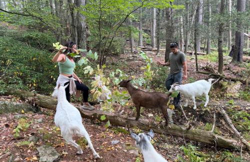 Log Cabin at the Goat Sanctuary - Foto 8