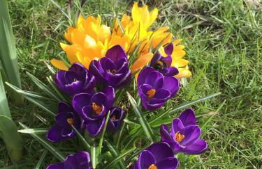 Reetdachhaus Rüxbüll - Foto 19