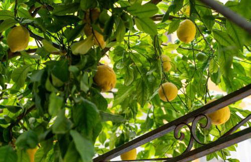 Il gatto Franco - Photo 7