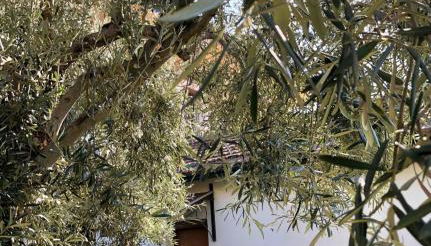 Casa Vacanza L'ulivo - Foto 3, Garden