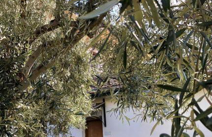 Casa Vacanza L'ulivo - Foto 3